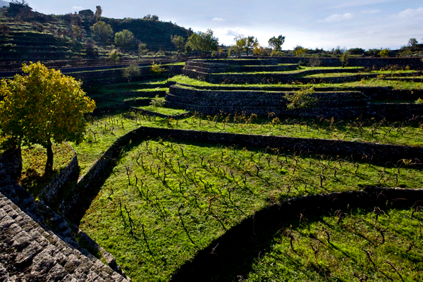Undici cantine italiane. Architetti e territori